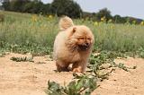 CHOW CHOW 074